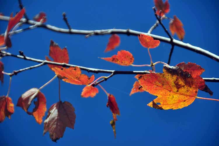 orange leaves closeup